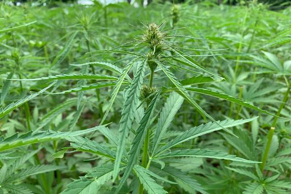 HEMP 이미지